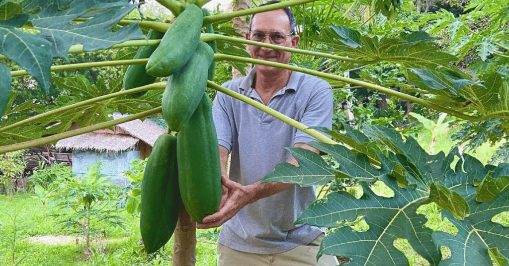 home grown papayas